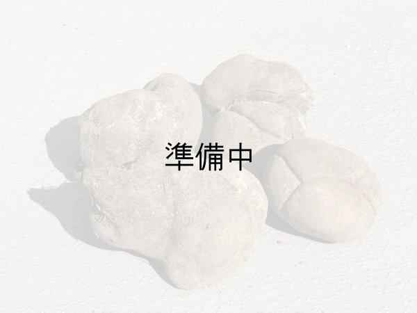 画像1: 山の芋　良品　約2kg (1)